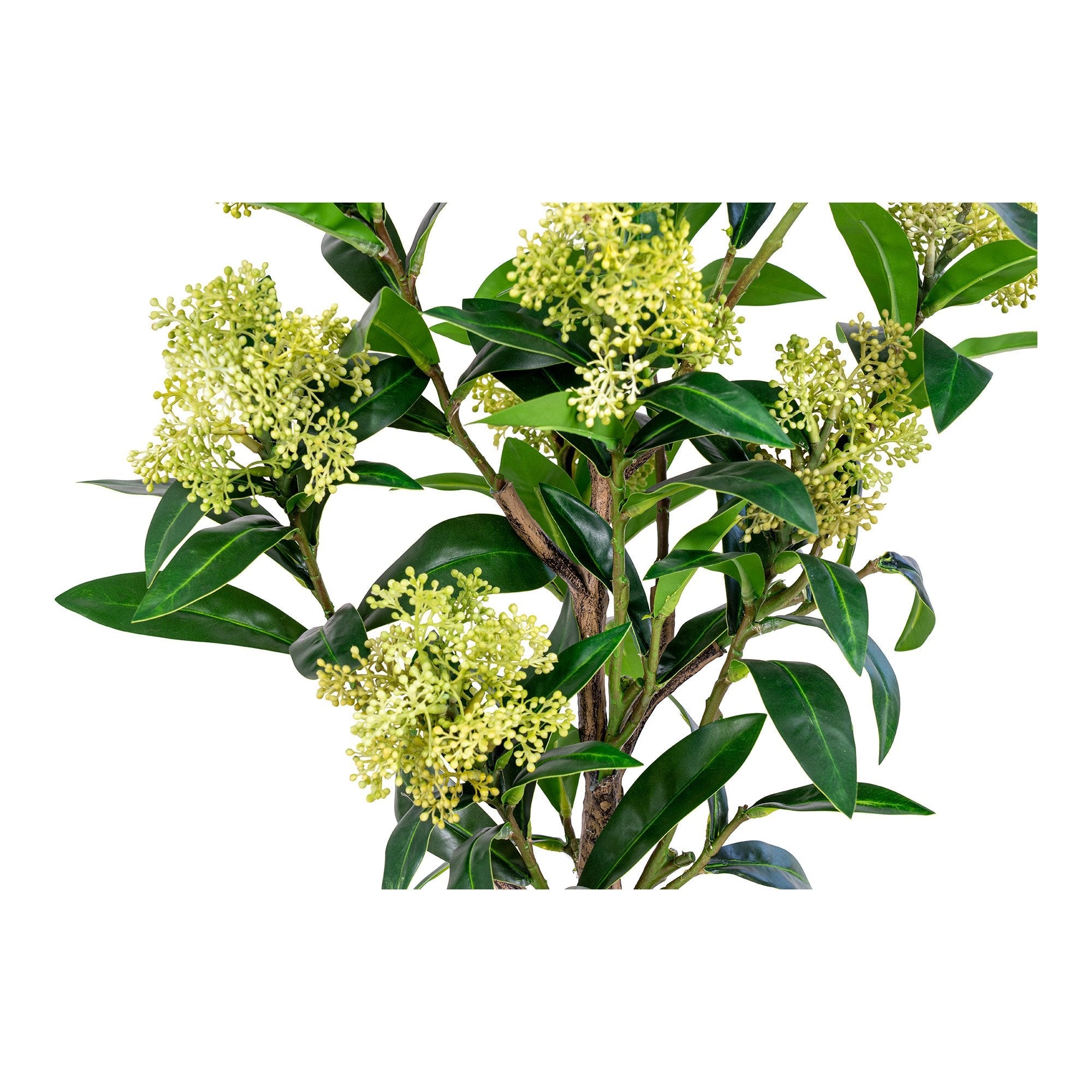 Skimmia-boom  Pochon